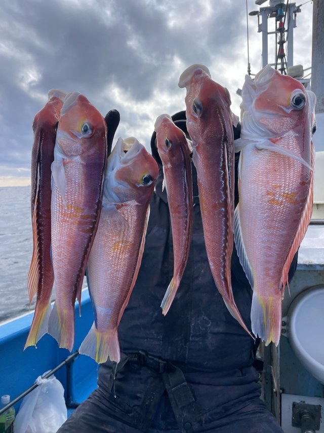 アマダイ(アカアマダイ)