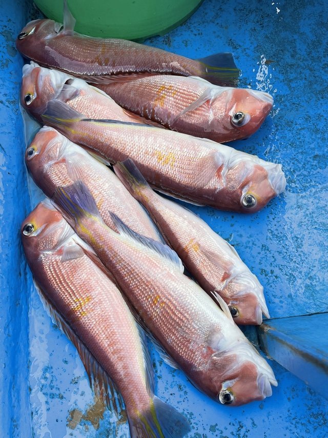 アマダイ(アカアマダイ)