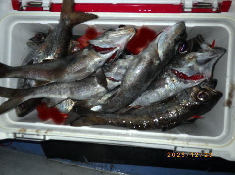 satoshimaru様 2025年12月最新】聡丸（千葉県）の最新釣果情報