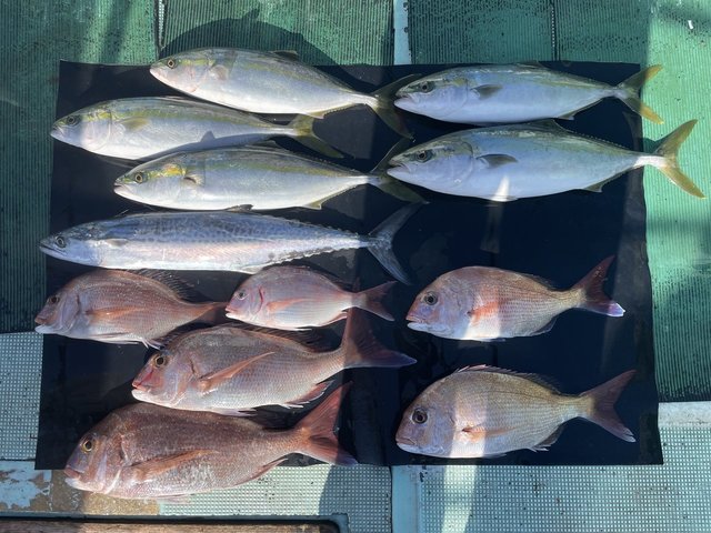 マダイ・サゴシ(サワラ)