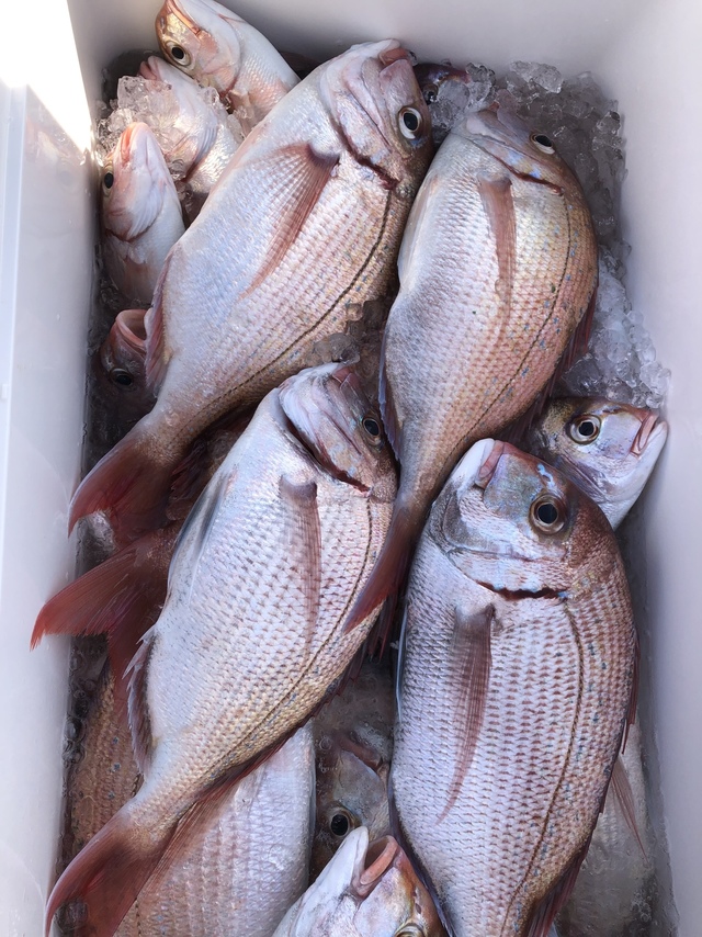 ハナダイ(チダイ)