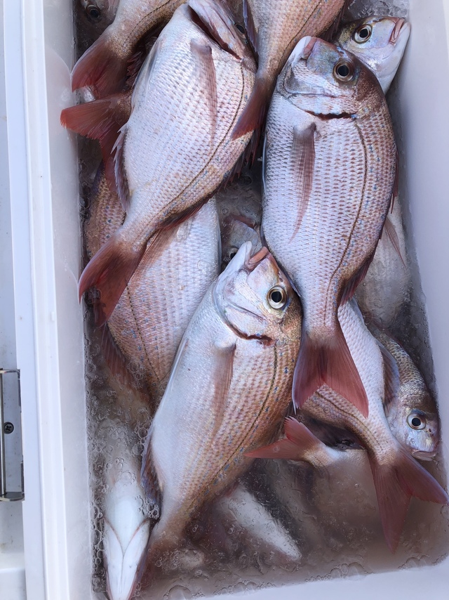 ハナダイ(チダイ)