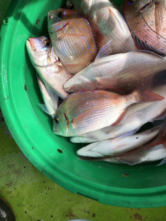 ハナダイ(チダイ)