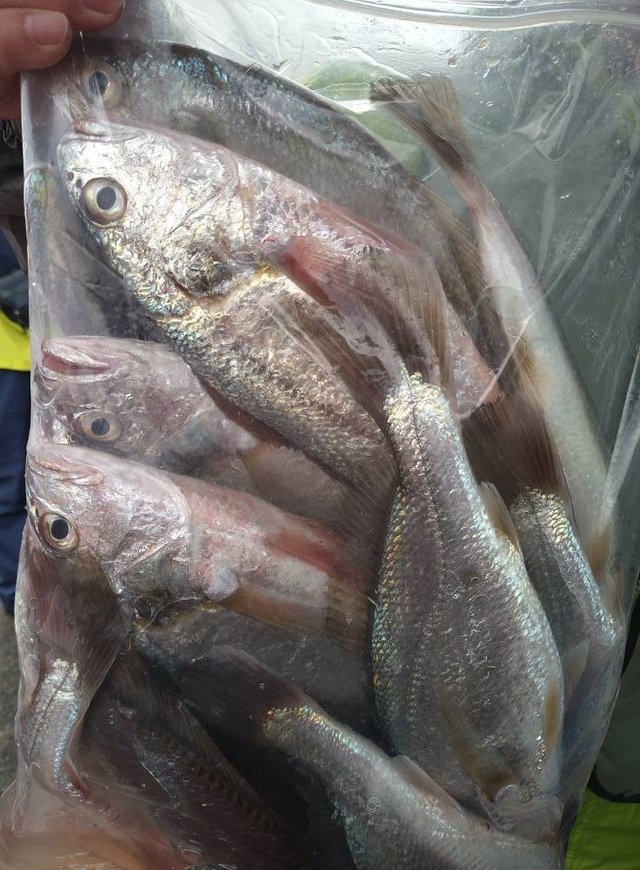 イシモチ(シログチ)