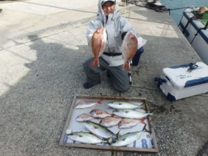 マダイ・イナダ(ブリ)