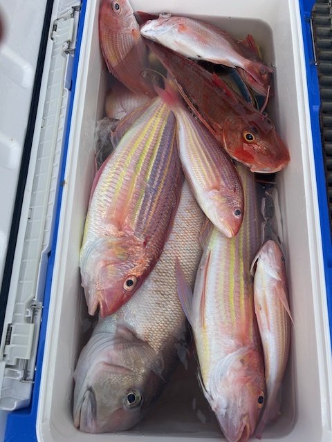 レンコダイ(キダイ)・シロアマダイ・イトヨリ(イトヨリダイ)・ホウボウ