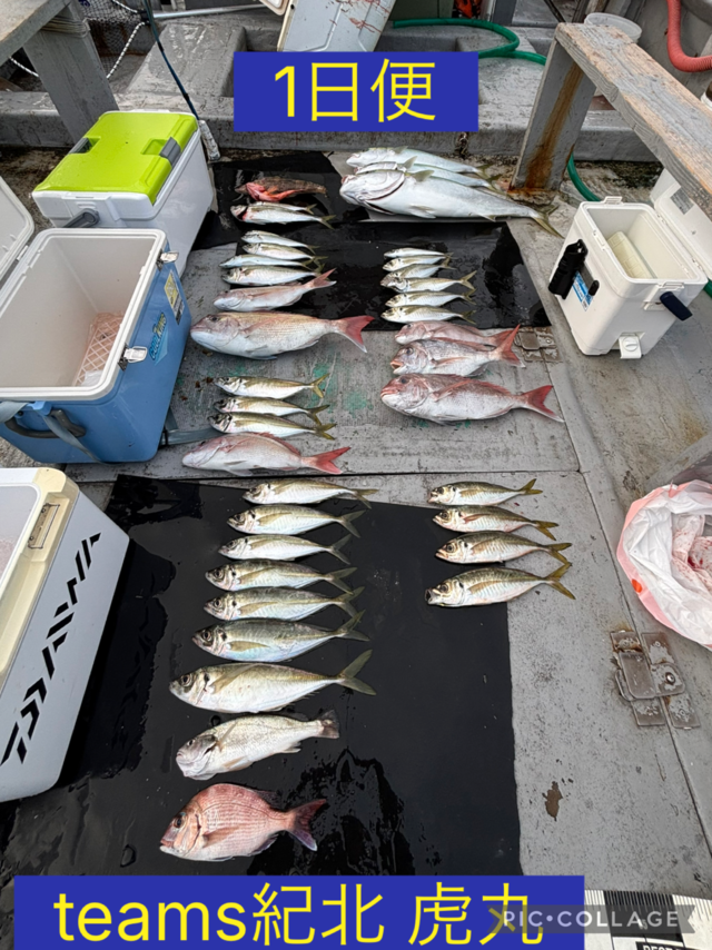 タイ(マダイ)・アジ(マアジ)・ブリ・メジロ(ブリ)・シログチ・ガシラ(カサゴ)・イネゴチ