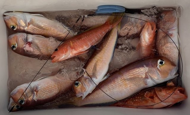 アマダイ(アカアマダイ)