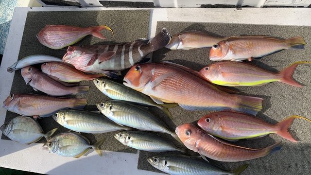 アマダイ(アカアマダイ)