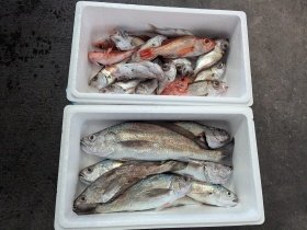 アカムツ・シロムツ(オオメハタ)・メイゴ(クログチ)