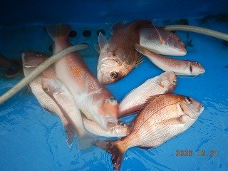 マダイ・アマダイ(アカアマダイ)