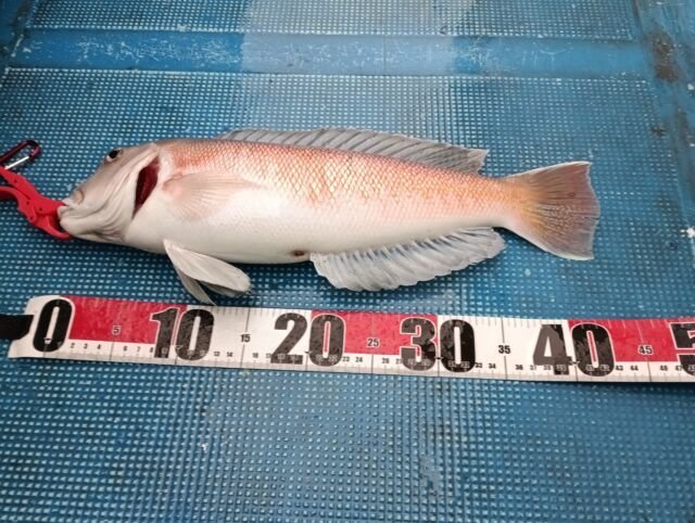 アマダイ(アカアマダイ)