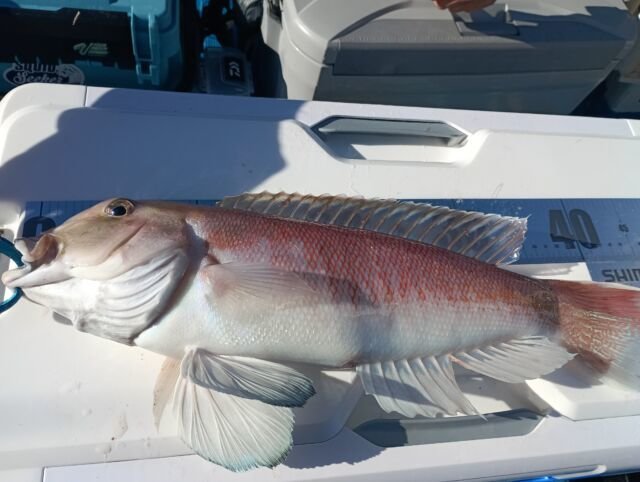 アマダイ(アカアマダイ)