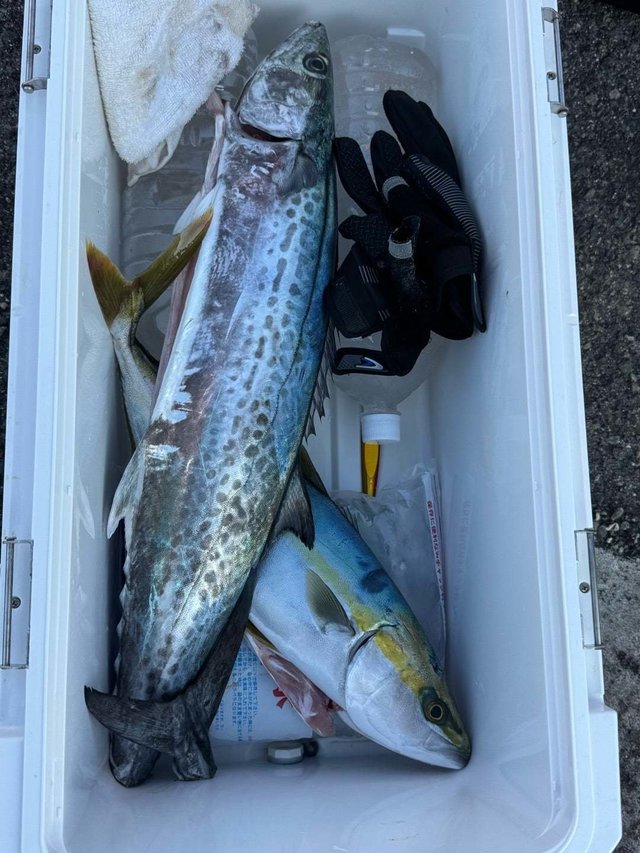 ハマチ(ブリ)・サワラ