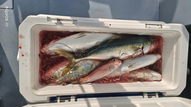 イナダ(ブリ)・アマダイ(アカアマダイ)