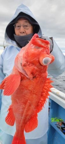 オキカサゴ(ウッカリカサゴ)