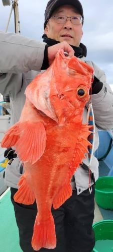 オキカサゴ(ウッカリカサゴ)