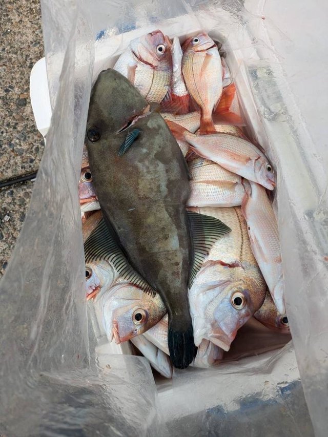 ハナダイ(チダイ)・ウマズラ(ウマヅラハギ)