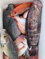 キダイ・メジナ・マハタ・イサキ