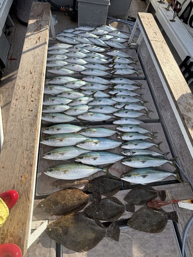 ブリ・ホウボウ・マゴチ・ヒラメ