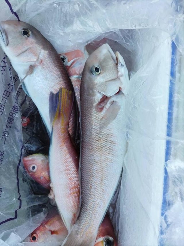 アマダイ(アカアマダイ)・シロアマダイ