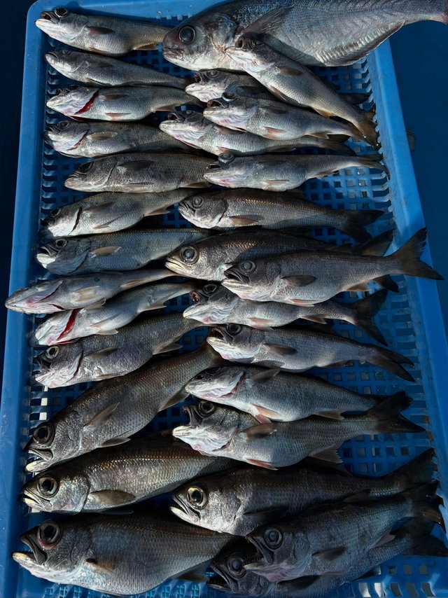 クロムツ・メダイ