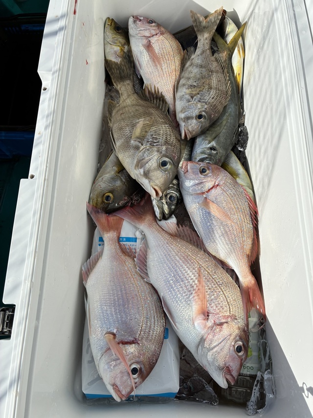 マダイ・マアジ・メイチダイ