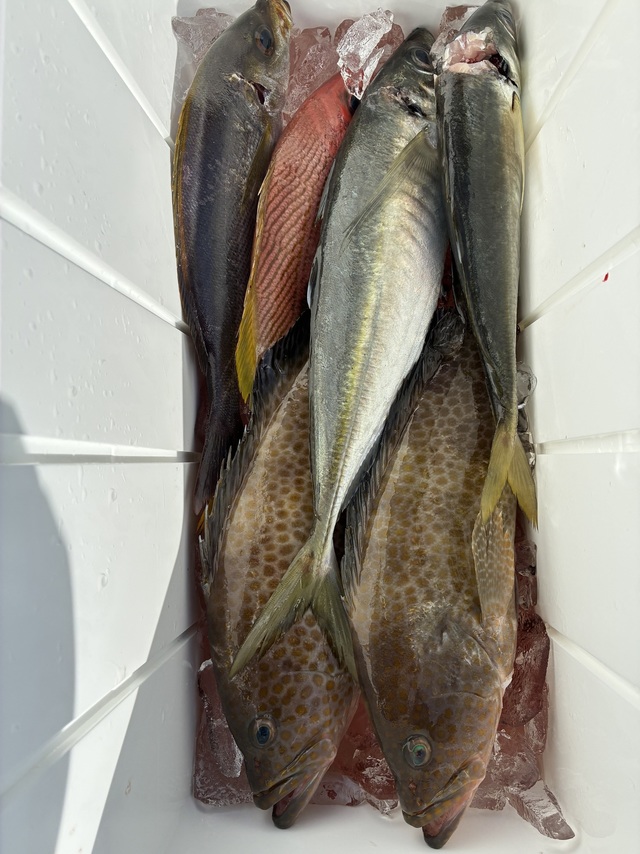 マダイ・オオモンハタ・マアジ