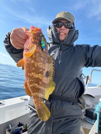 アコウ(キジハタ)