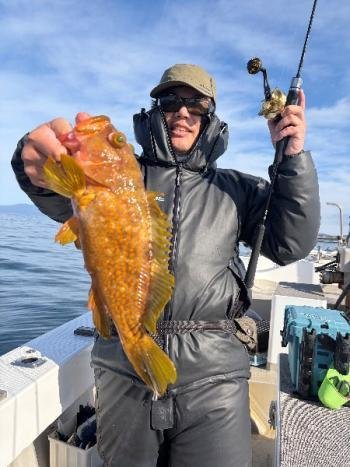 アコウ(キジハタ)