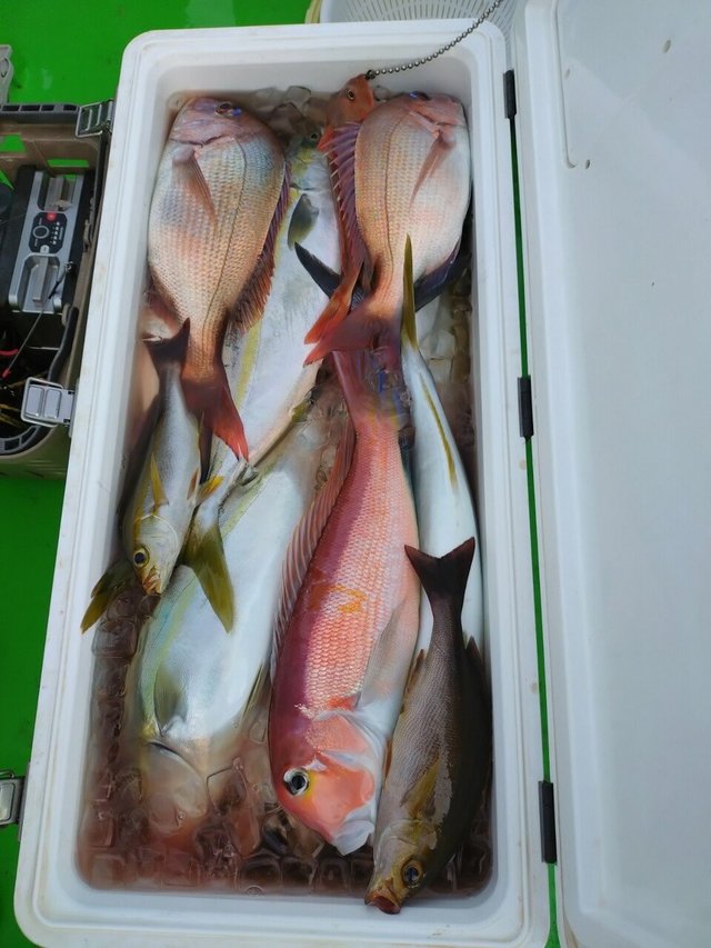 マダイ・イナダ(ブリ)・イサキ・アマダイ(アカアマダイ)