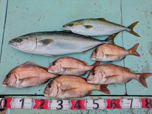 タイ(マダイ)・ハマチ(ブリ)・メジロ(ブリ)