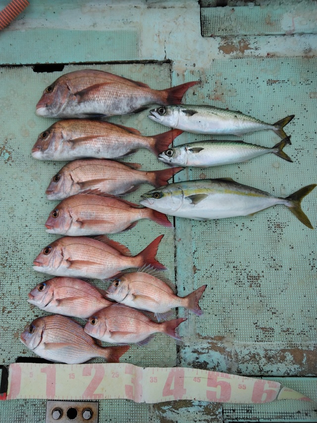 マダイ・チダイ・ツバス(ブリ)・マサバ