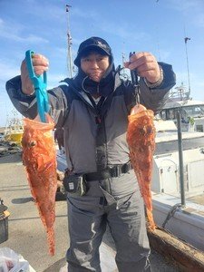 カンコ(ウッカリカサゴ)