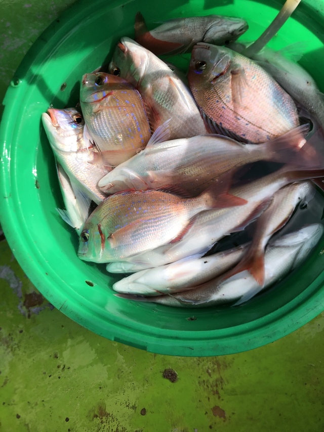 ハナダイ(チダイ)