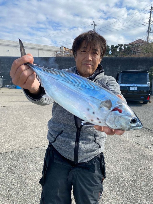 スマガツオ(スマ)