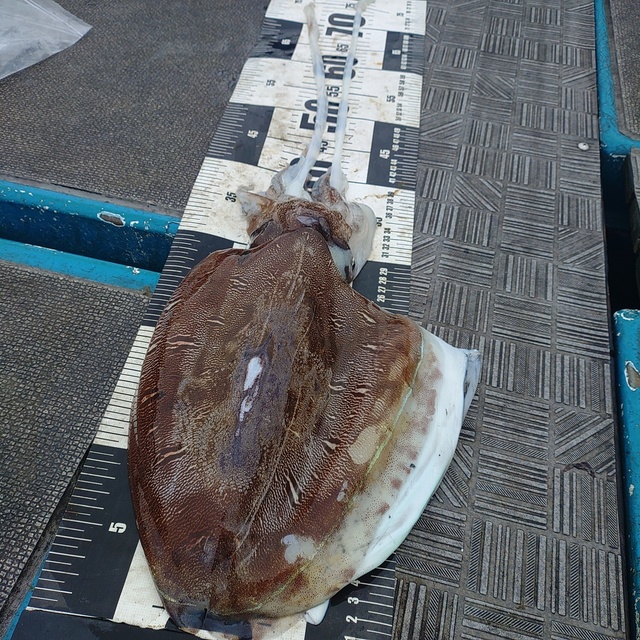 モンゴウイカ(カミナリイカ)