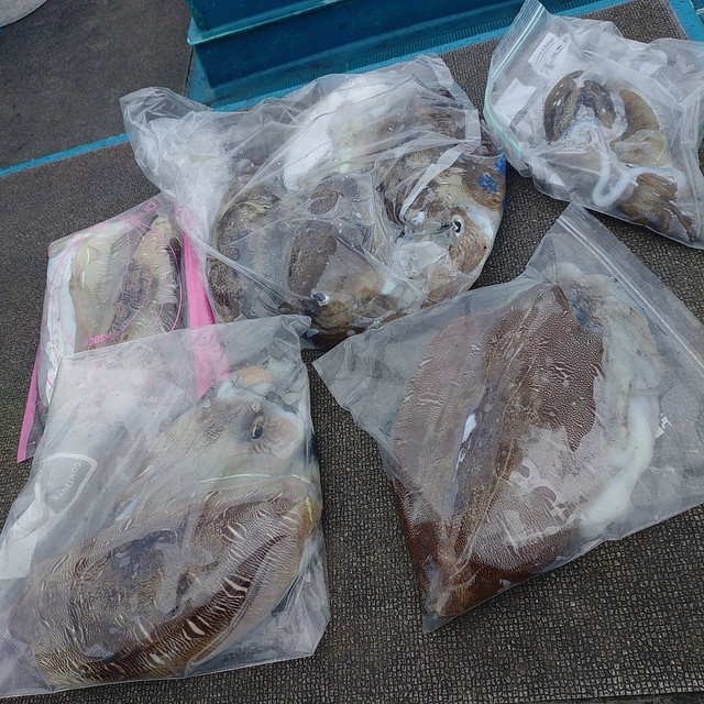 モンゴウイカ(カミナリイカ)