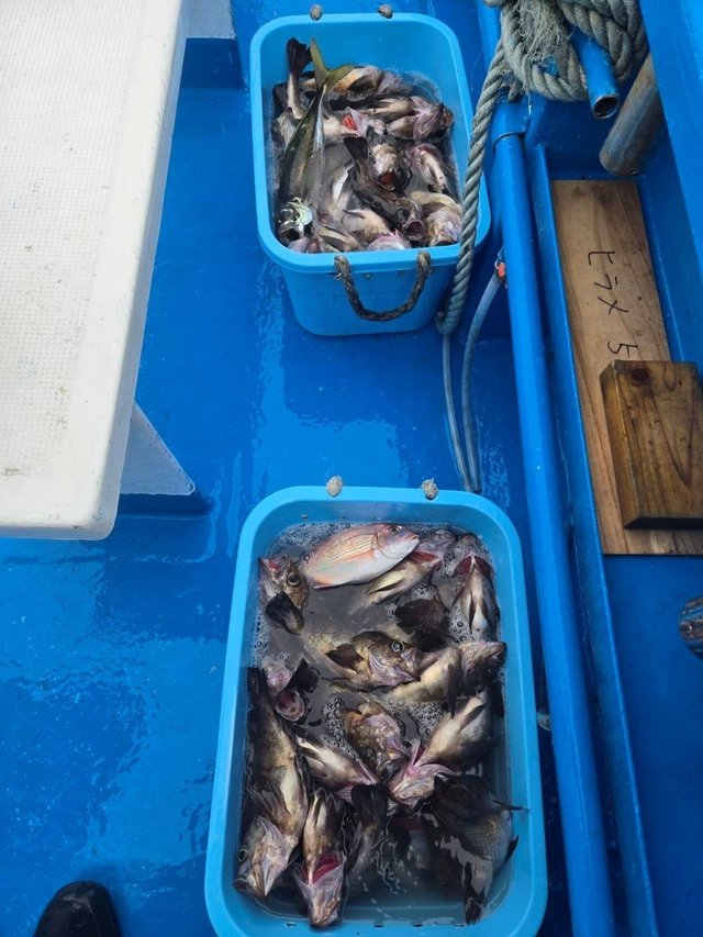 シロメバル(メバル)