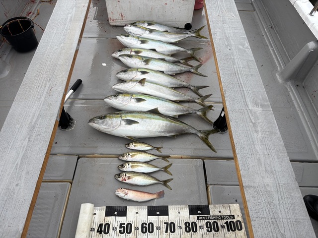 アジ(マアジ)・ブリ・メジロ(ブリ)・シロアマダイ