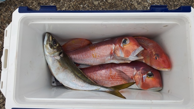 アジ(マアジ)・アカアマダイ