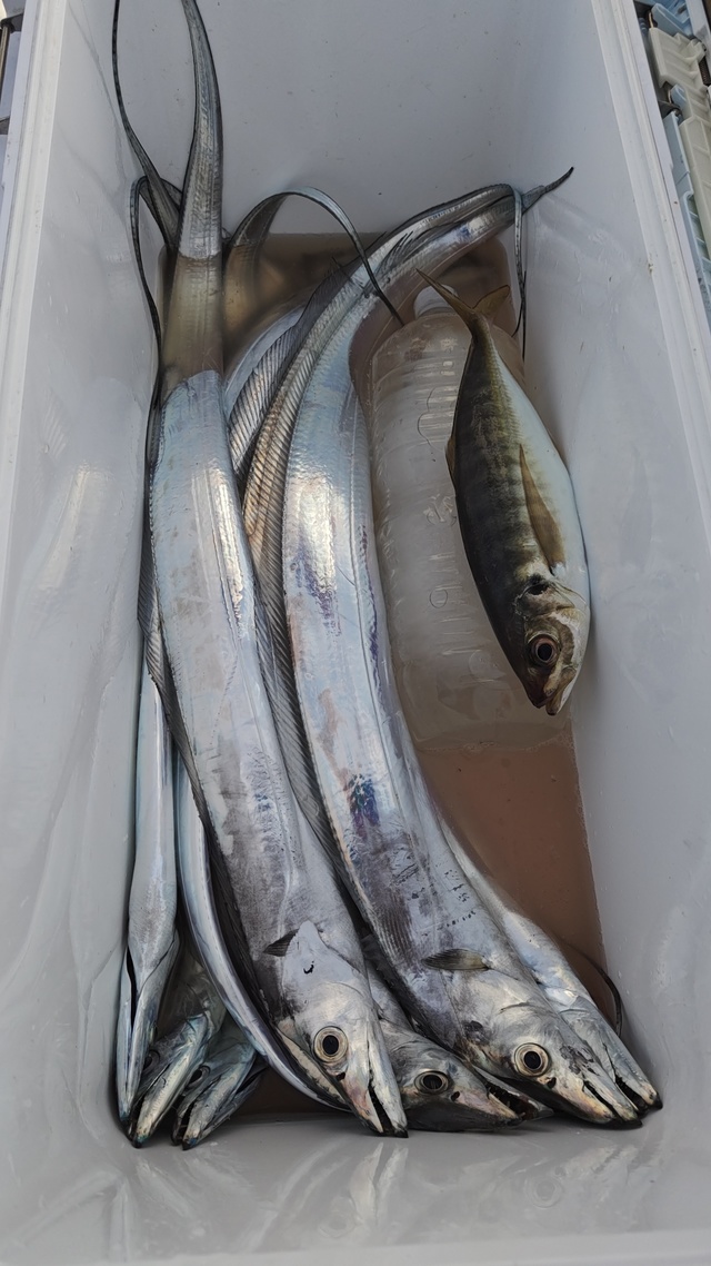 アジ(マアジ)・タチウオ