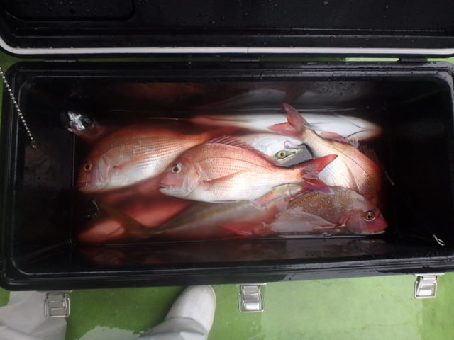 マダイ・イナダ(ブリ)