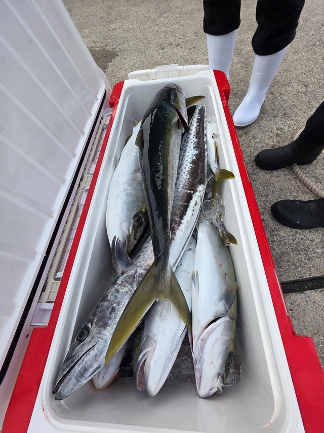 ヤズ(ブリ)・ヒラマサ・サワラ