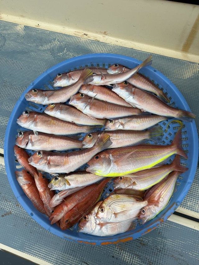 マダイ・アマダイ(アカアマダイ)