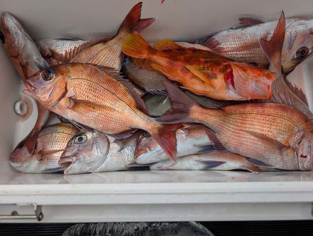 マダイ・カサゴ