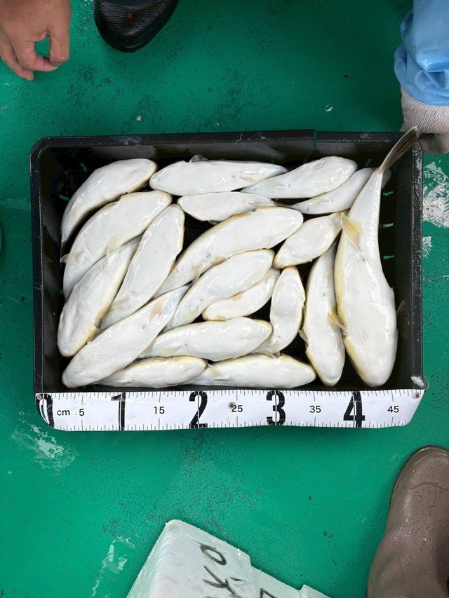 ショウサイフグ