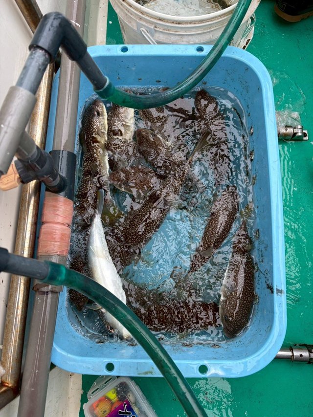 ショウサイフグ