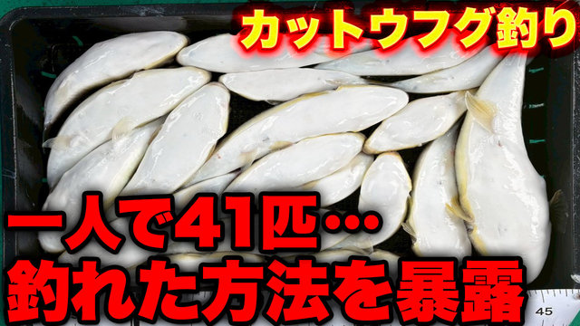 ショウサイフグ