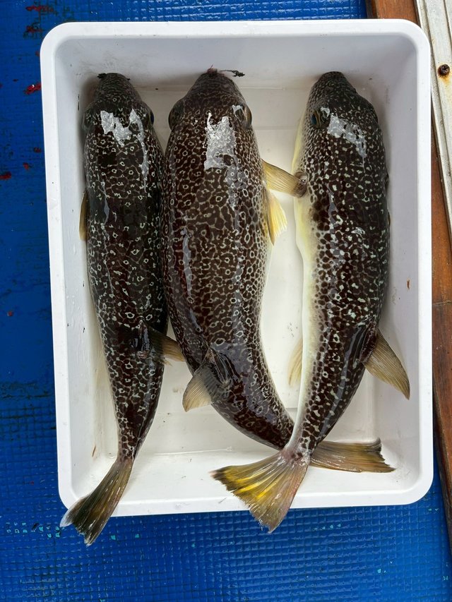 ショウサイフグ